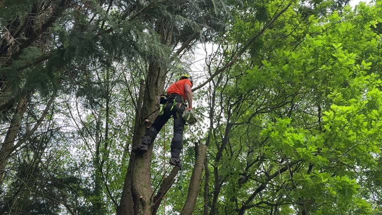 Best Hazardous Tree Removal  in Belle, MO